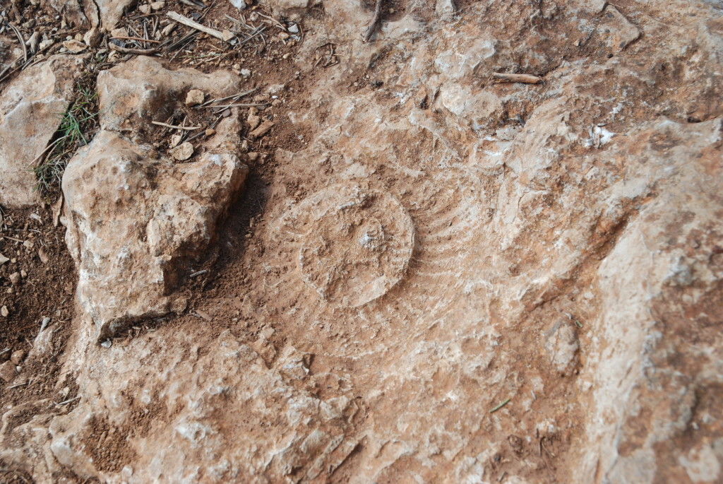 Marcas de fósiles en la Sima de Frías, mostrando que estos terrenos fueron fondo marino hace millones de años